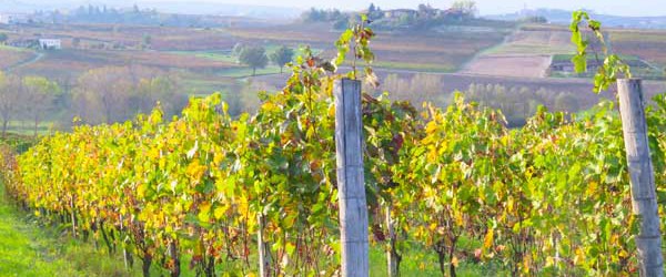 Le vigne di Barbera ad Agliano terme (At)
